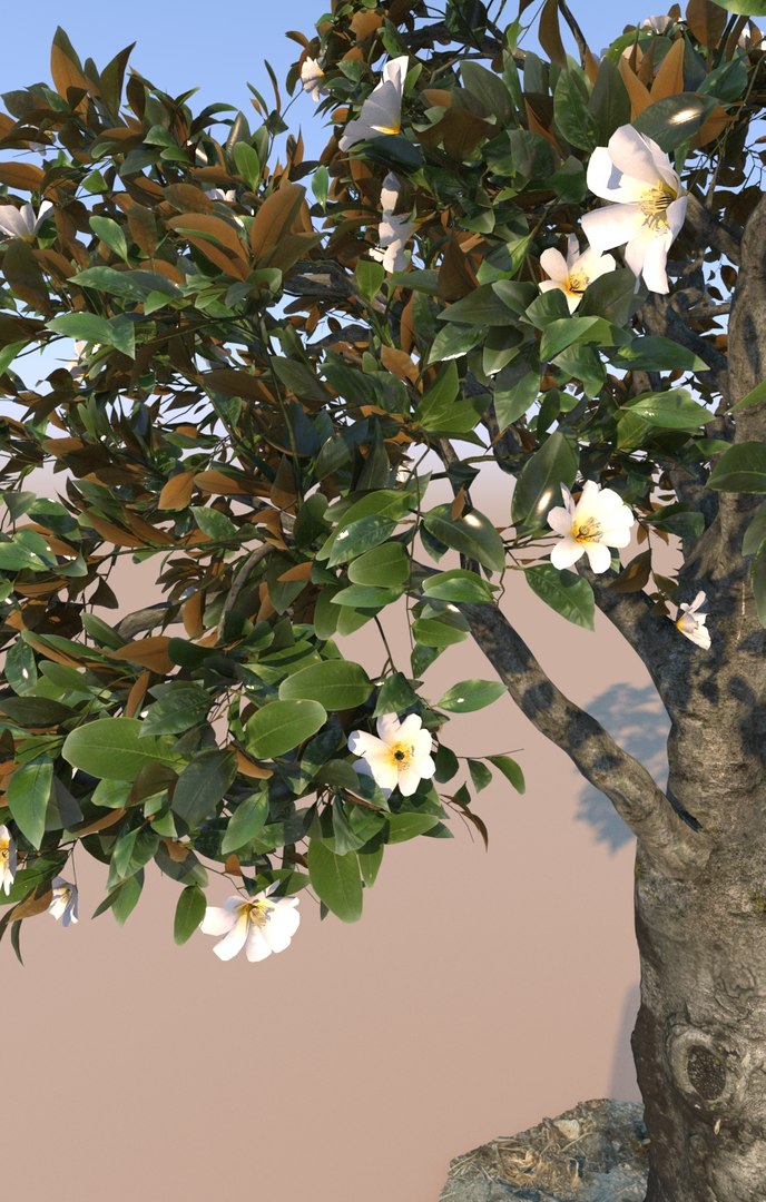 decorative ficus tree nitida 3D model https://p.turbosquid.com/ts-thumb/MZ/rDucKJ/DQn4gDHF/gtv_ficus_nitida_tree_decorative_04/jpg/1563809773/1920x1080/fit_q87/1ca643880f894567787ead301dff5850dd665b1a/gtv_ficus_nitida_tree_decorative_04.jpg