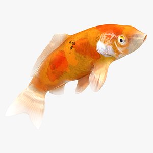 3D Japanese Carp Fish Rigged L1701