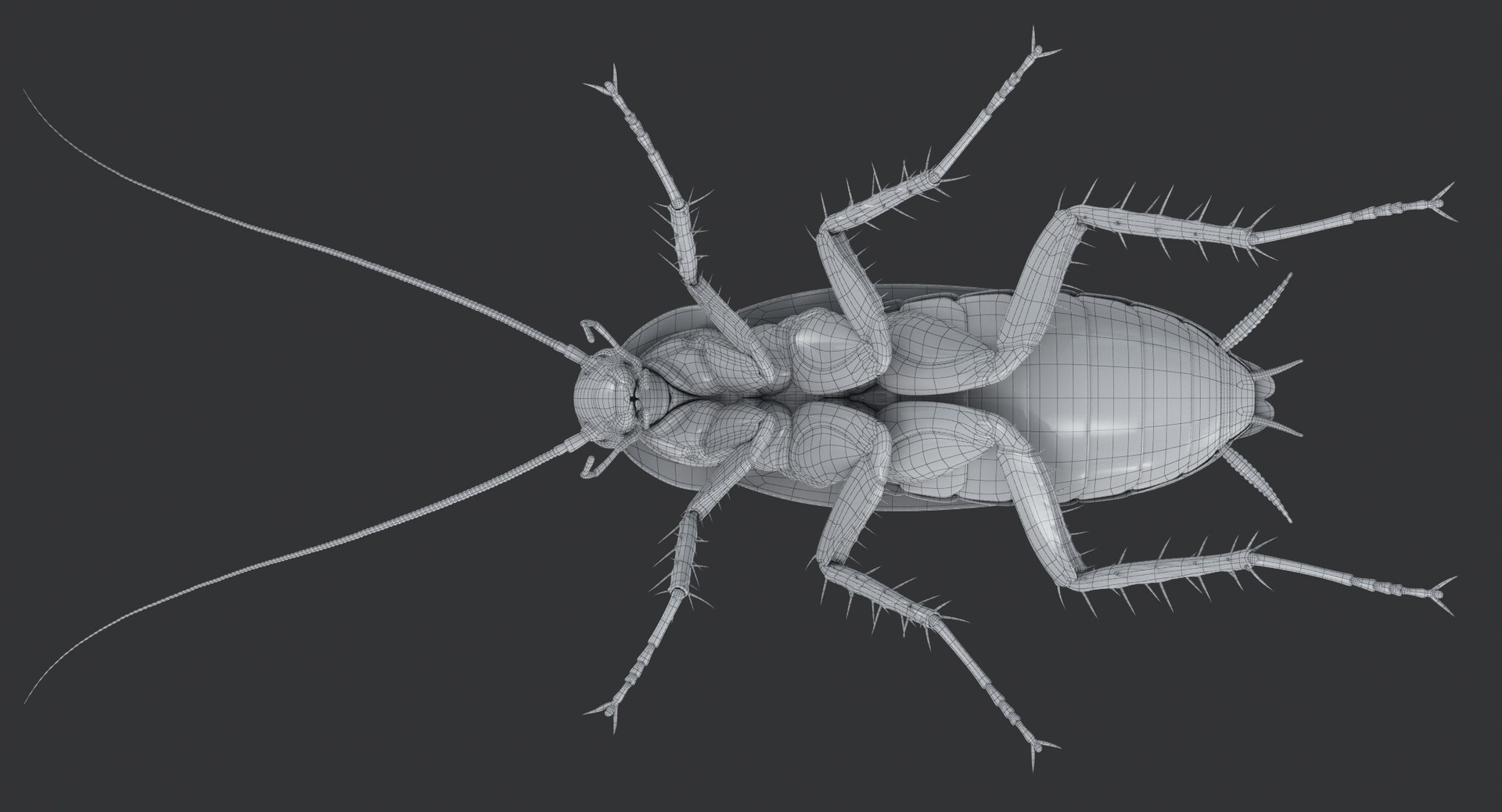 cockroach american 3D model https://p.turbosquid.com/ts-thumb/MZ/wWSOEr/1bBV0FaY/cockroach_american_00157/jpg/1499708392/1920x1080/fit_q87/739ed2c7a4fa20caef7d7796b204e96cb72bbe72/cockroach_american_00157.jpg
