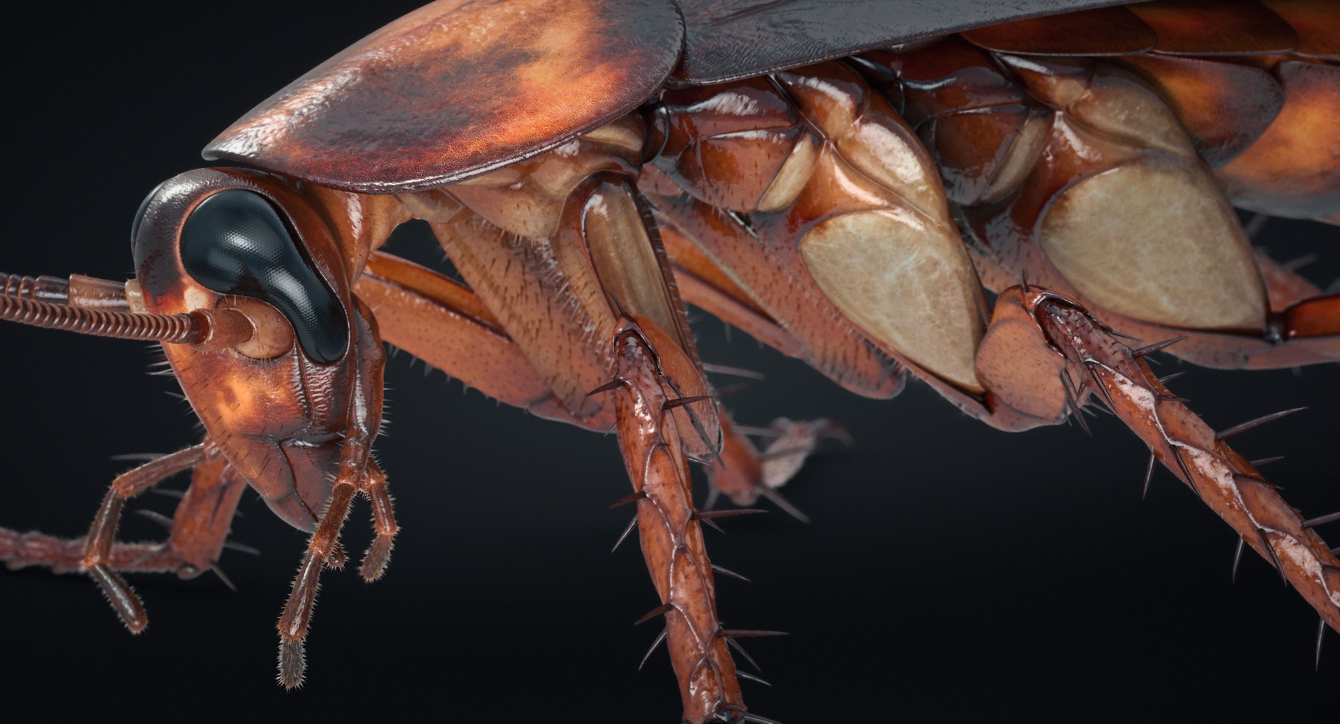 cockroach american 3D model https://p.turbosquid.com/ts-thumb/MZ/wWSOEr/CNjK5eiI/31_cockroach_r_00097/jpg/1499707897/1920x1080/fit_q87/ef6896455decf0aca2c69e4ad85853d85b9f3e2c/31_cockroach_r_00097.jpg