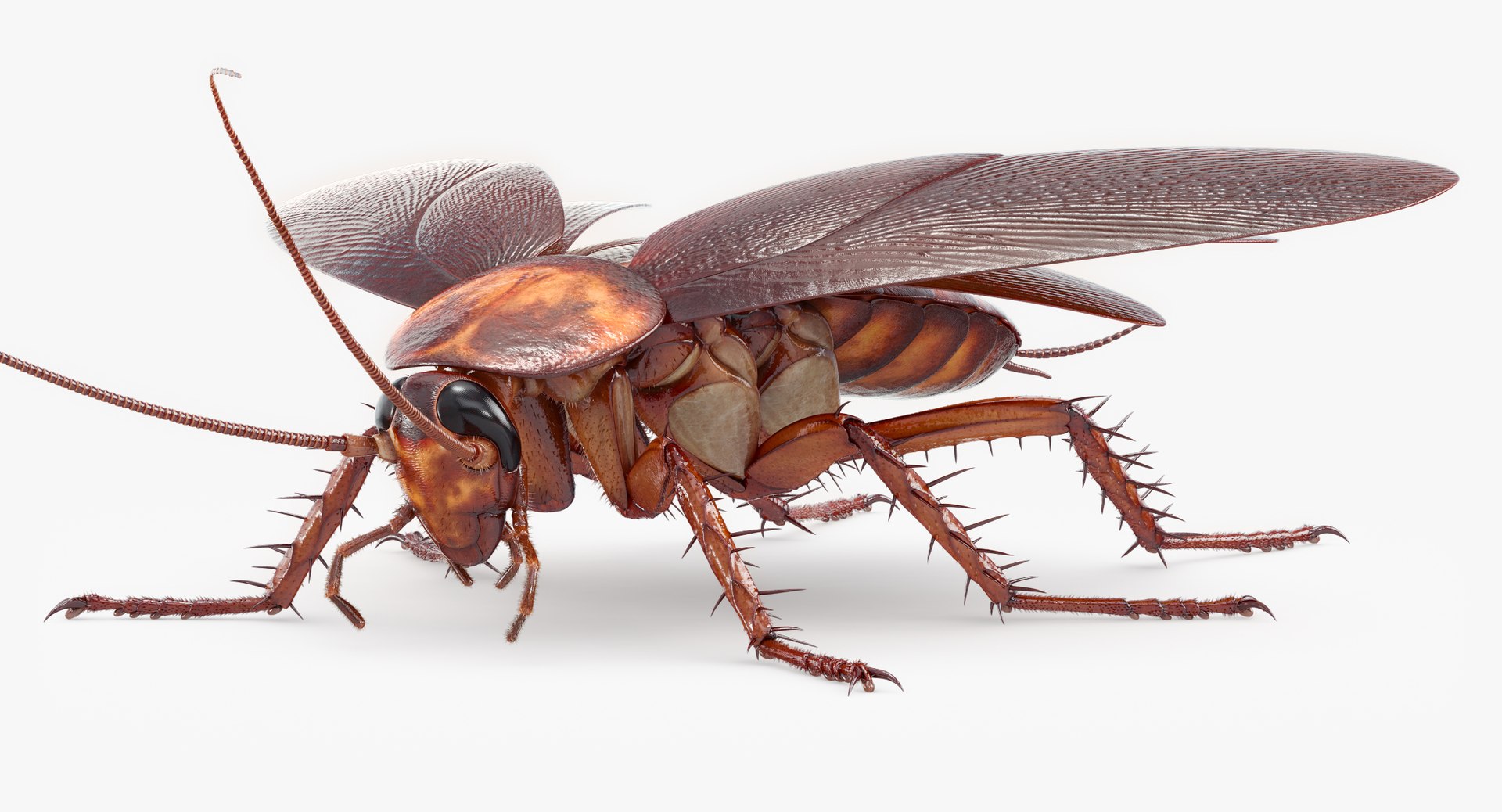 cockroach american 3D model https://p.turbosquid.com/ts-thumb/MZ/wWSOEr/FVGxWb98/cockroach_american_00084/jpg/1499707831/1920x1080/fit_q87/00b3ef00ca690779c21dda1af942b88d34707303/cockroach_american_00084.jpg