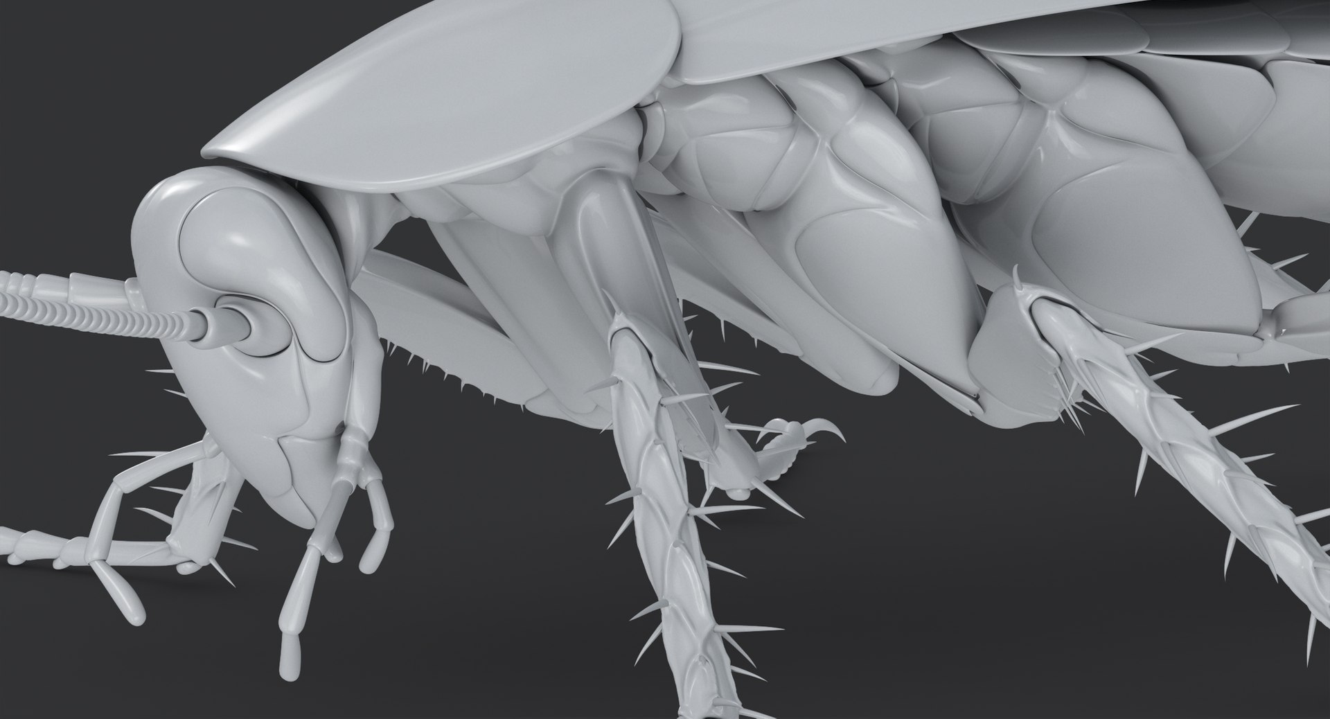 cockroach american 3D model https://p.turbosquid.com/ts-thumb/MZ/wWSOEr/Rglnce3n/cockroach_american_00130/jpg/1499708586/1920x1080/fit_q87/7740eb3164f050725da7096c5d12f94c034a9b3d/cockroach_american_00130.jpg