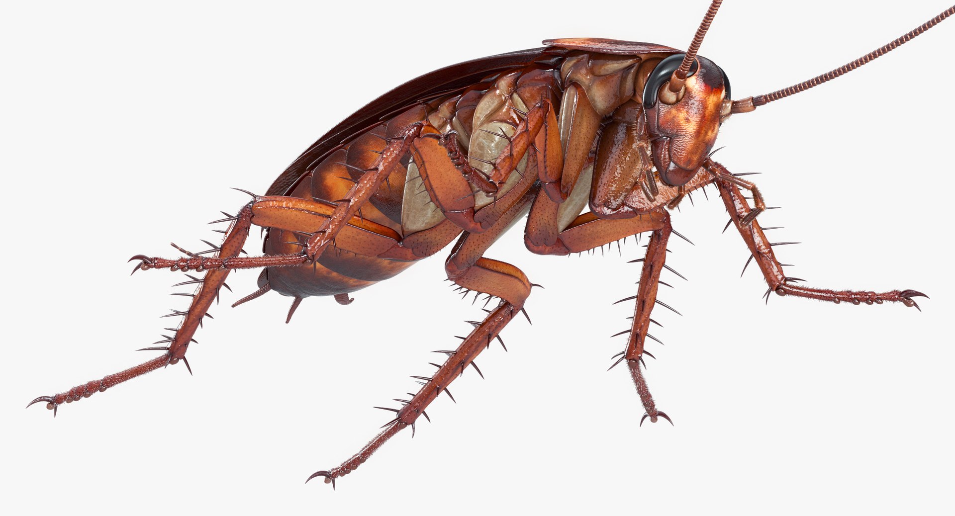 cockroach american 3D model https://p.turbosquid.com/ts-thumb/MZ/wWSOEr/afkcSj4O/cockroach_american_00076/jpg/1499707830/1920x1080/fit_q87/fc78dac120ce065bd5f289d6bc27714e467a2c15/cockroach_american_00076.jpg