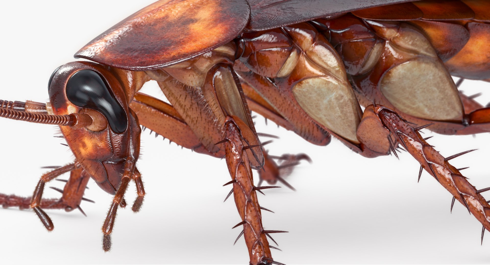 cockroach american 3D model https://p.turbosquid.com/ts-thumb/MZ/wWSOEr/aqyG4Dxn/w_cockroach_american_00097/jpg/1499707832/1920x1080/fit_q87/c3d84a5694a5147b91042d3a7bcf0f581af42121/w_cockroach_american_00097.jpg