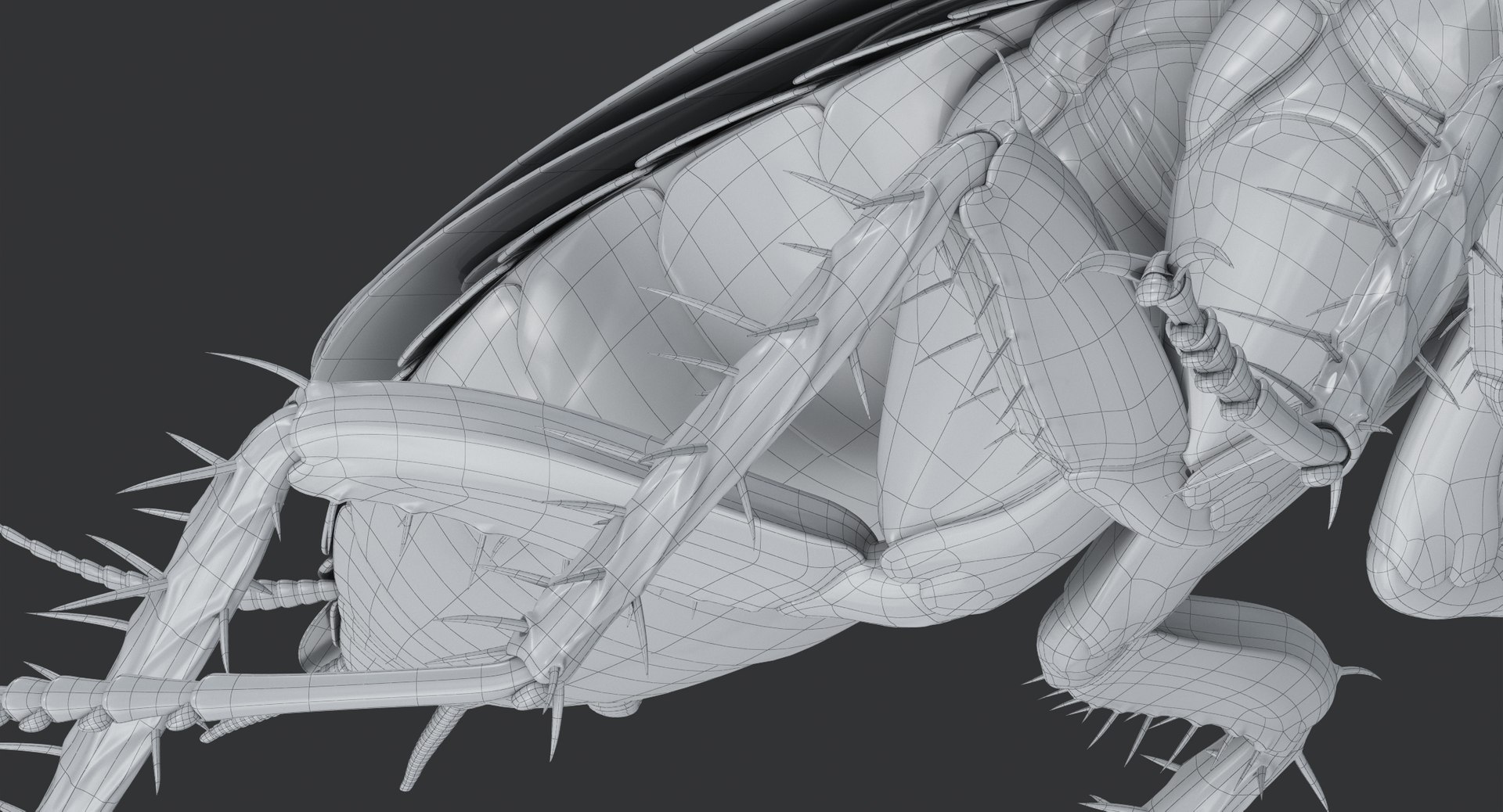 cockroach american 3D model https://p.turbosquid.com/ts-thumb/MZ/wWSOEr/qTH5rF49/cockroach_american_00167/jpg/1499708393/1920x1080/fit_q87/87425e7a57a54214e384eff32666b0d6d577bf0e/cockroach_american_00167.jpg
