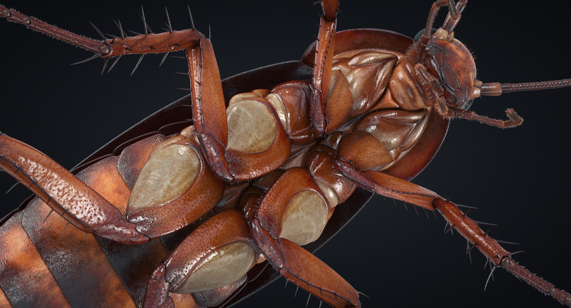 cockroach american 3D model https://p.turbosquid.com/ts-thumb/MZ/wWSOEr/sIN1OOZb/25_cockroach_r_00096/jpg/1499707897/1920x1080/fit_q87/516c2bd1b9d7d6d88b2665f2facfbd92dd06b0a0/25_cockroach_r_00096.jpg