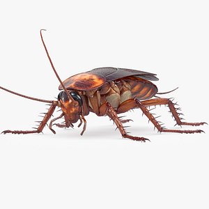 cockroach american 3D model