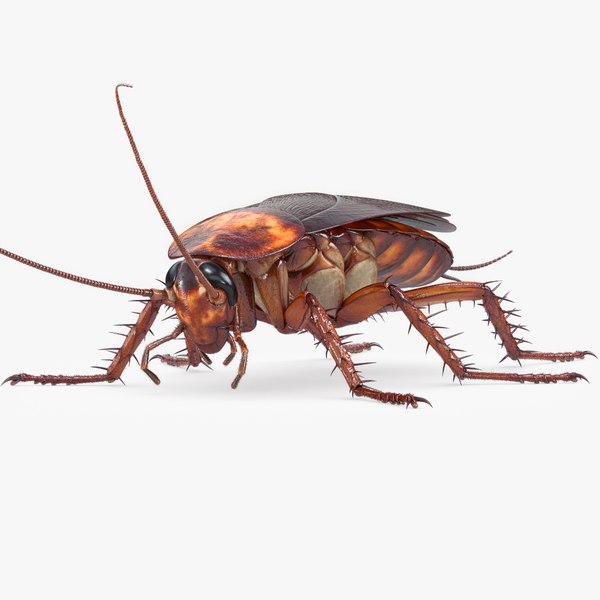 cockroach american 3D model