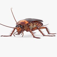 Cockroach American