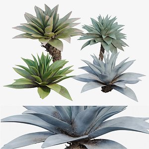 3D model Agave 03