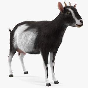 Domestic Goat Rigged Fur model