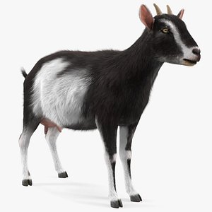 Domestic Goat Rigged Fur