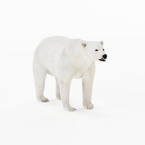 Polar Bear