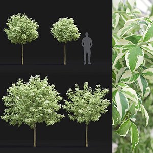 Acer Variegatum 02 3D