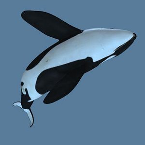 killer whale