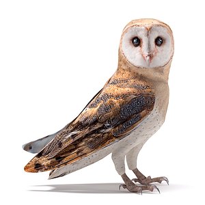 3D model Bubo the Owl VR / AR / low-poly