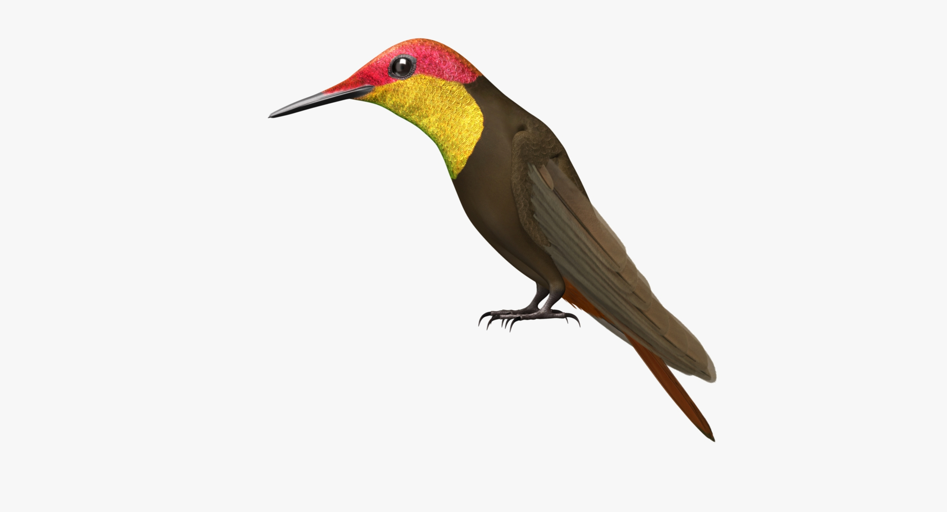 Chrysolampis Mosquitus Ruby topaz Hummingbird Obj