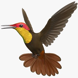 Chrysolampis Mosquitus "Ruby-Topaz Hummingbird"