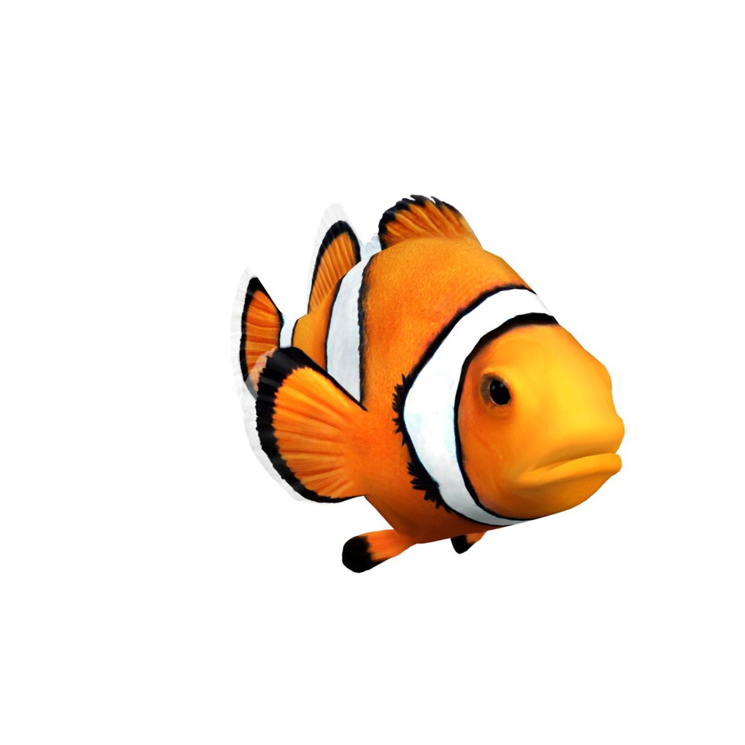 3d clownfish clown fish model https://p.turbosquid.com/ts-thumb/Ma/l2tP7w/2SCmEASW/clownfish10/jpg/1385478012/1920x1080/fit_q87/1efa1f708a7fcb0ab88a8347d8b31ae30421a2e0/clownfish10.jpg