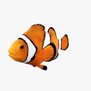 3d clownfish clown fish model