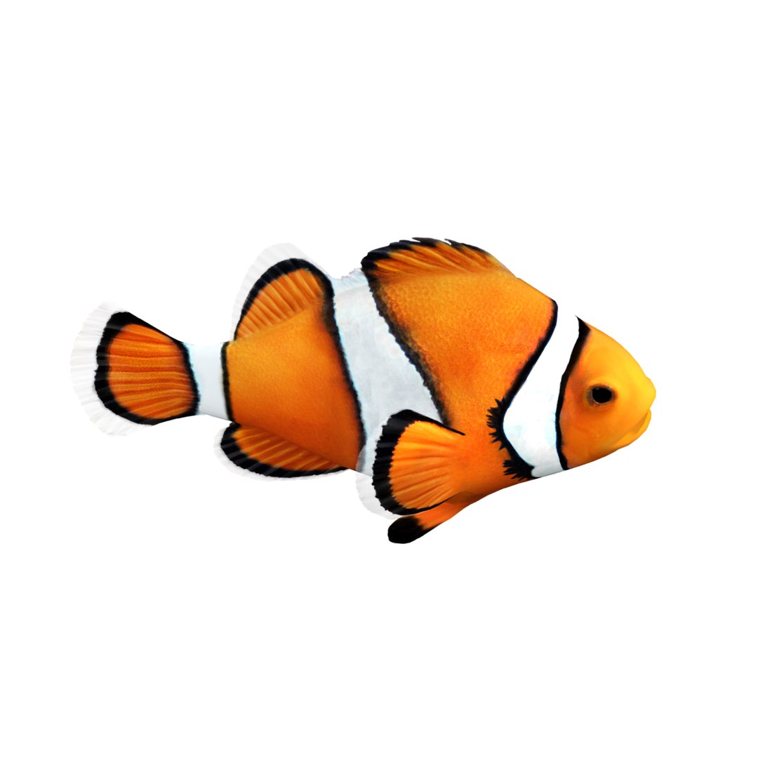 3d clownfish clown fish model https://p.turbosquid.com/ts-thumb/Ma/l2tP7w/DqDpt4G8/default_pass_main3/jpg/1379009082/1920x1080/fit_q87/976709f59397ac51a0d3966b437551240241fa96/default_pass_main3.jpg