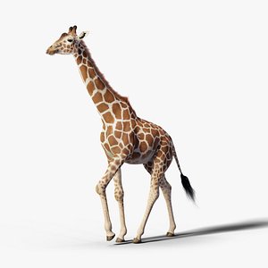 3D animation giraffe model