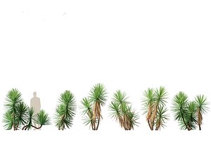 3D model Yucca aloifolia - Aloe Yucca Dagger Plant 02