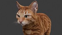 Realistic Orange Ginger Tabby Cat