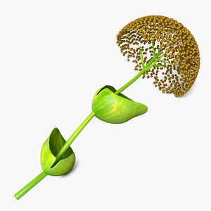 3D Ferula Plant