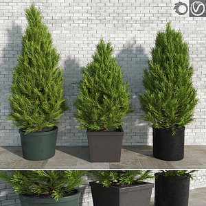 3d model realistic pinus trees pots