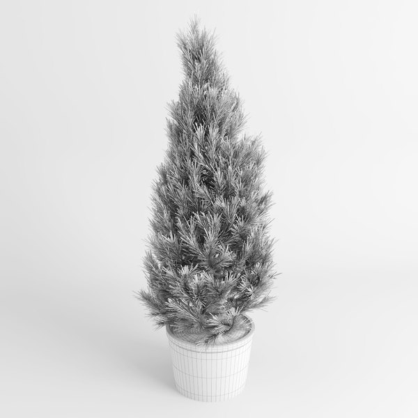 3d model realistic pinus trees pots