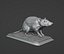 Rato
