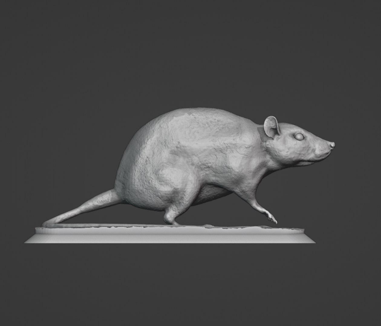 Rat 3D https://p.turbosquid.com/ts-thumb/Mb/cjVQWI/gj/7/jpg/1698863070/1920x1080/fit_q87/794156f4e37f84fd042fc093f6fd72a10031f4be/7.jpg