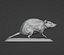 Rato
