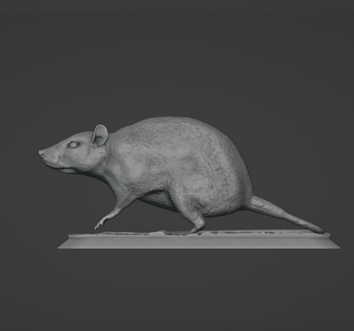 Rat 3D - TurboSquid 2146680