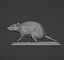 Rato