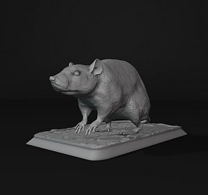 Rat