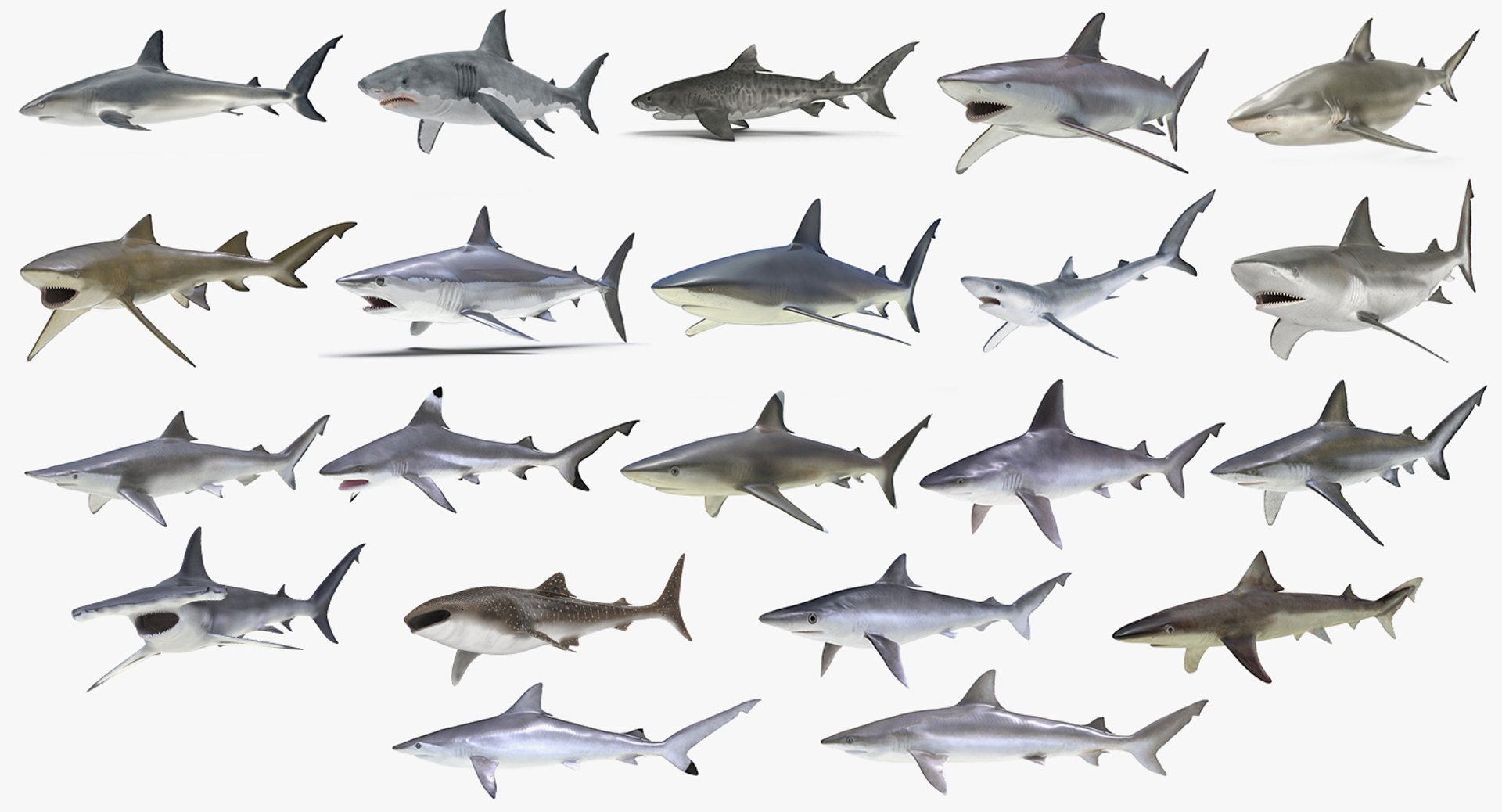 Sharks Big Collection Rigged for Maya 3D model preview