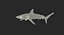 rigged sharks big 3D