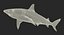 rigged sharks big 3D