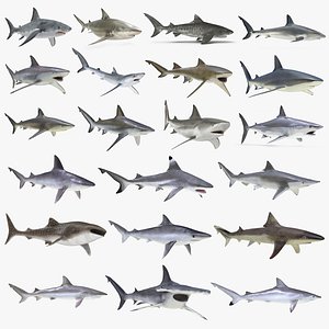 Sharks Big Collection Rigged for Maya
