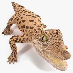 Baby Crocodile Light Color Rigged model