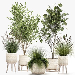 Ornamental plants in rattan baskets 1047 3D