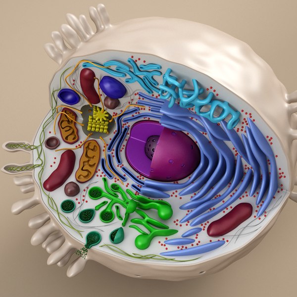 cell animal 3d model