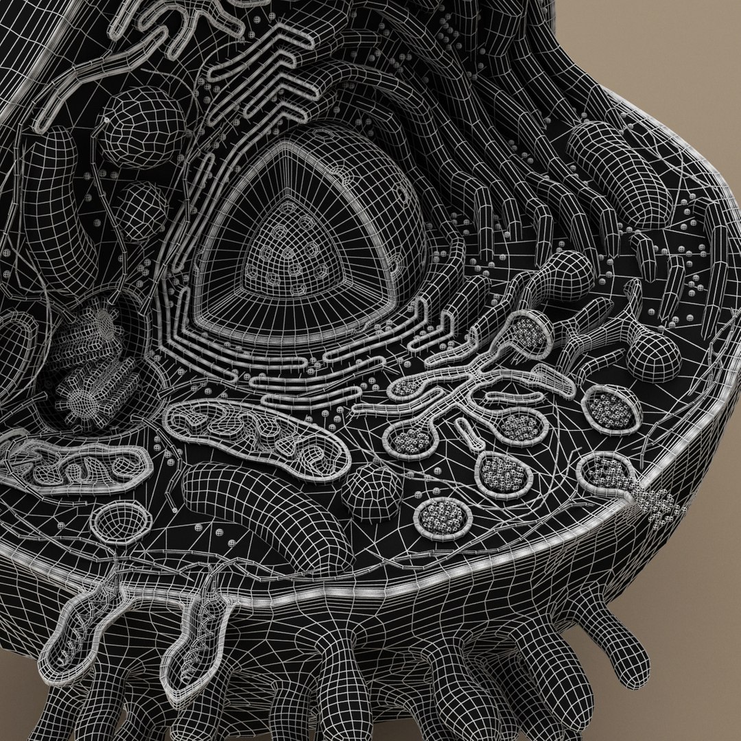 cell animal 3d model https://p.turbosquid.com/ts-thumb/Mc/gZp2YR/B8qC1QbH/ac_g_10004/jpg/1415972920/1920x1080/fit_q87/a2f2fbecc893d9264706f755d4a38150d859f9f0/ac_g_10004.jpg