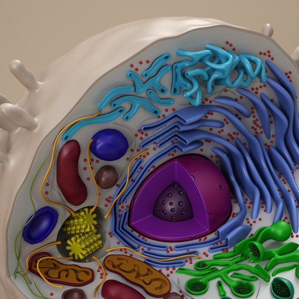 cell animal 3d model