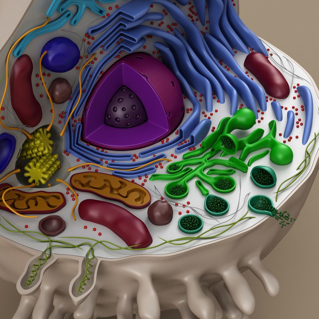 Cell Animal 3d Model