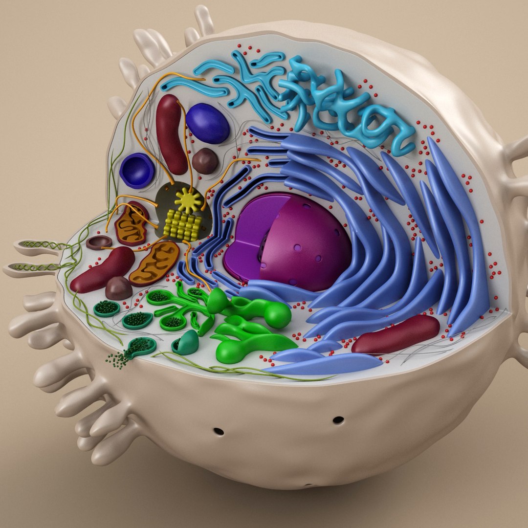 cell animal 3d model https://p.turbosquid.com/ts-thumb/Mc/gZp2YR/NRpV7cR5/ac_10001/jpg/1415909351/1920x1080/fit_q87/1a9aaea8ab0001b398f8875134ca0e383ee1b33e/ac_10001.jpg