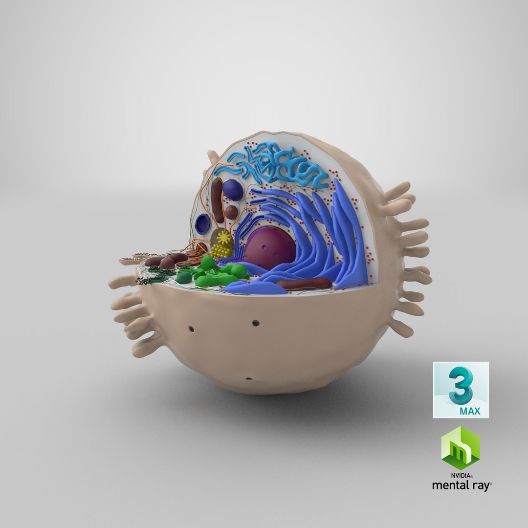 cell animal 3d model https://p.turbosquid.com/ts-thumb/Mc/gZp2YR/PoQoUb5R/stemcell_max_mental_ray_render/png/1537814557/1920x1080/fit_q87/0213c65949f9006797dddf58ac811140eaa94ae1/stemcell_max_mental_ray_render.jpg