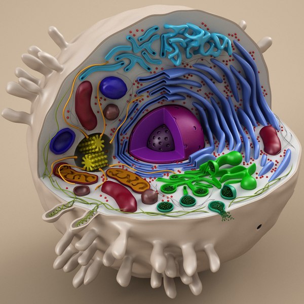 cell animal 3d model